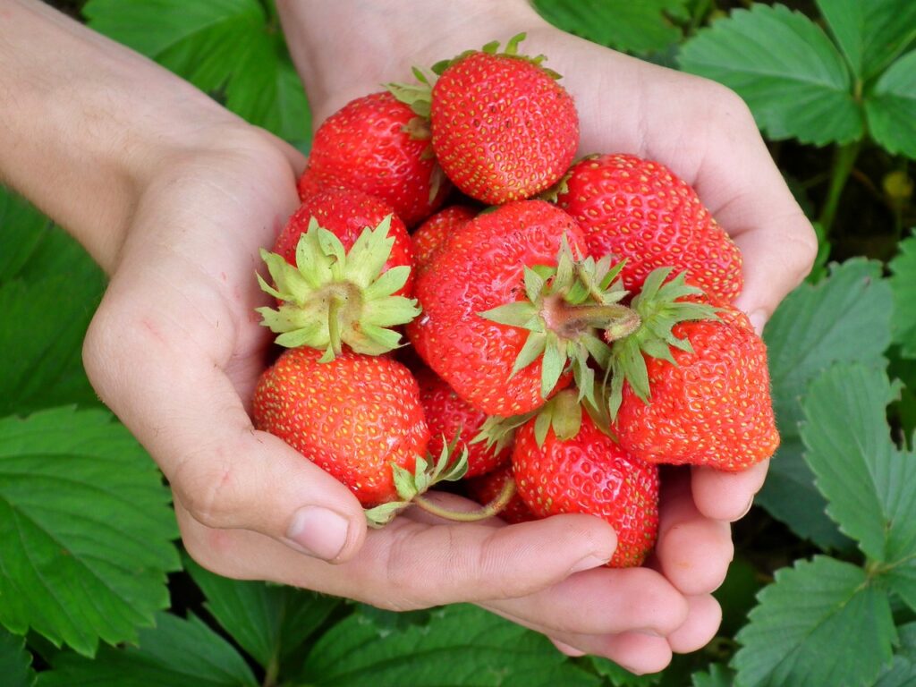 berries, strawberry, hands